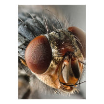 Macro photo of a fly cards