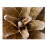 Macro Photo Of A Pine Cone Post Cards