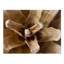 Macro Photo Of A Pine Cone Post Cards