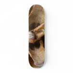 Macro Photo Of A Pine Cone skateboards