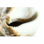 Macro Photo Of A Seashell Cut Out