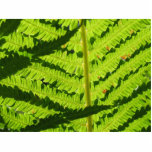 Macro Photo Of Fern 3 photo sculptures