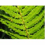 Macro Photo Of Fern 4 photo sculptures