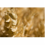 Macro Photo Of Yellow Grain photo sculptures