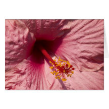 Macro Pink Hibiscus Flower Greeting Cards