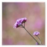 Macro Purple and Pink Flowers Photographic Print
