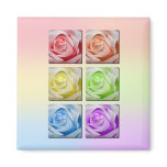 Macro Rainbow Roses