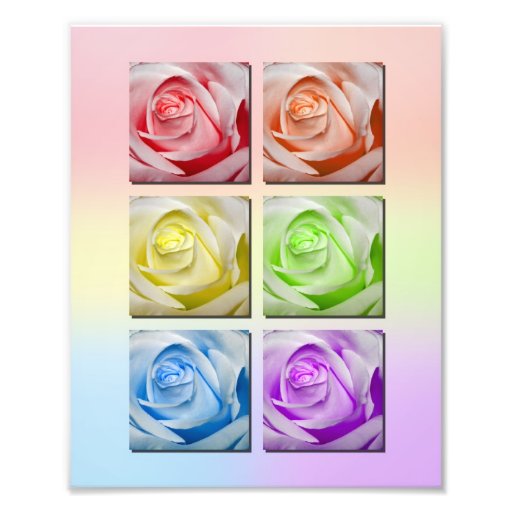 Macro Rainbow Roses Portrait Photo Art