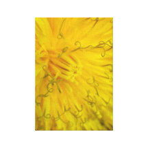 macro shot of a dandilion flower i stretched canvas prints