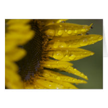 Macro Sunflower Greeting Card