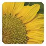 Macro Sunflower With Raindrops stickers