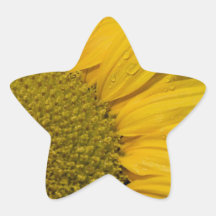 Macro Sunflower With Raindrops Stickers