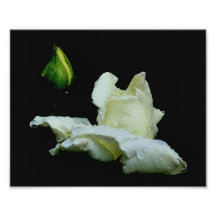 Macro White Rosebud Raindrops 10x8 Flower Print Photographic Print