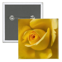 Macro Yellow Rose Button