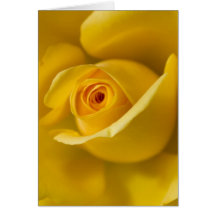 Macro Yellow Rose Card