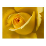Macro Yellow Rose Post Card
