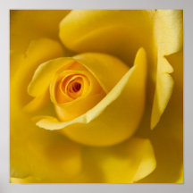 Macro Yellow Rose Posters