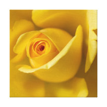Macro Yellow Rose Stretched Canvas Prints