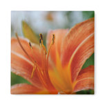Macros Day Lily Magnet