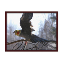 mad bird Postcards
