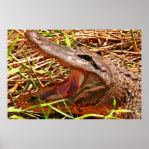 mad gator poster