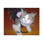 Mad Kitty Postcard