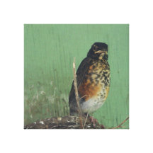 Mad Robin Gallery Wrapped Canvas
