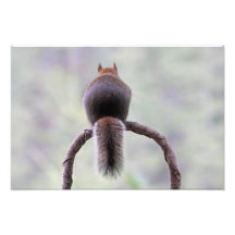 Mad Squirrel Photo