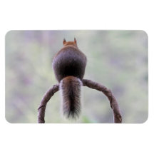 Mad Squirrel Rectangle Magnet