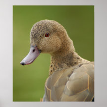 Madagascan Teal Poster