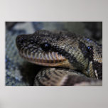 Madagascan Tree Boa Posters