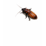 Madagascar Hissing Cockroach t-shirts