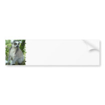 Madagascar Lemur Bumper Sticker