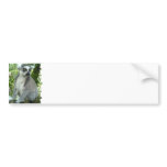 Madagascar Lemur Bumper Sticker bumper stickers