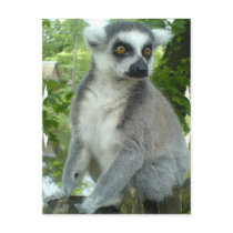 Madagascar Lemur Postcard