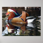 Madarin Duck posters