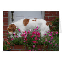 Maddie the flower dog greeting card
