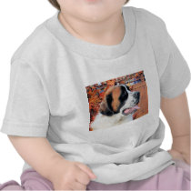 Mae - Saint Bernard Photo-6