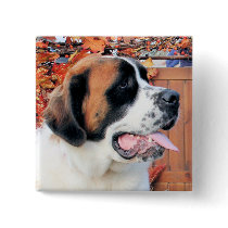 Mae - Saint Bernard Photo-6