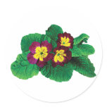 Magenta and Yellow Primrose stickers
