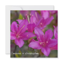 Magenta Azalea DSC1724