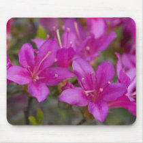 Magenta Azalea DSC1724