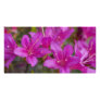 Magenta Azalea DSC1724