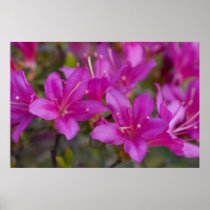 Magenta Azalea DSC1724