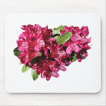 Magenta Azaleas