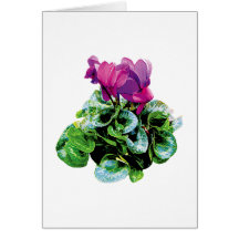 Magenta Cyclamen Cards