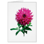Magenta Dahlia Elsie Huston cards