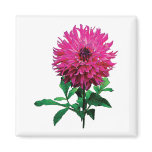 Magenta Dahlia Elsie Huston magnets