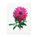 Magenta Dahlia Elsie Huston postcards