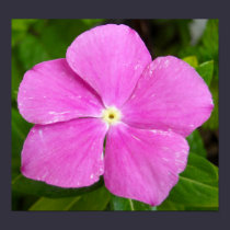 Magenta Madagascar periwinkle posters